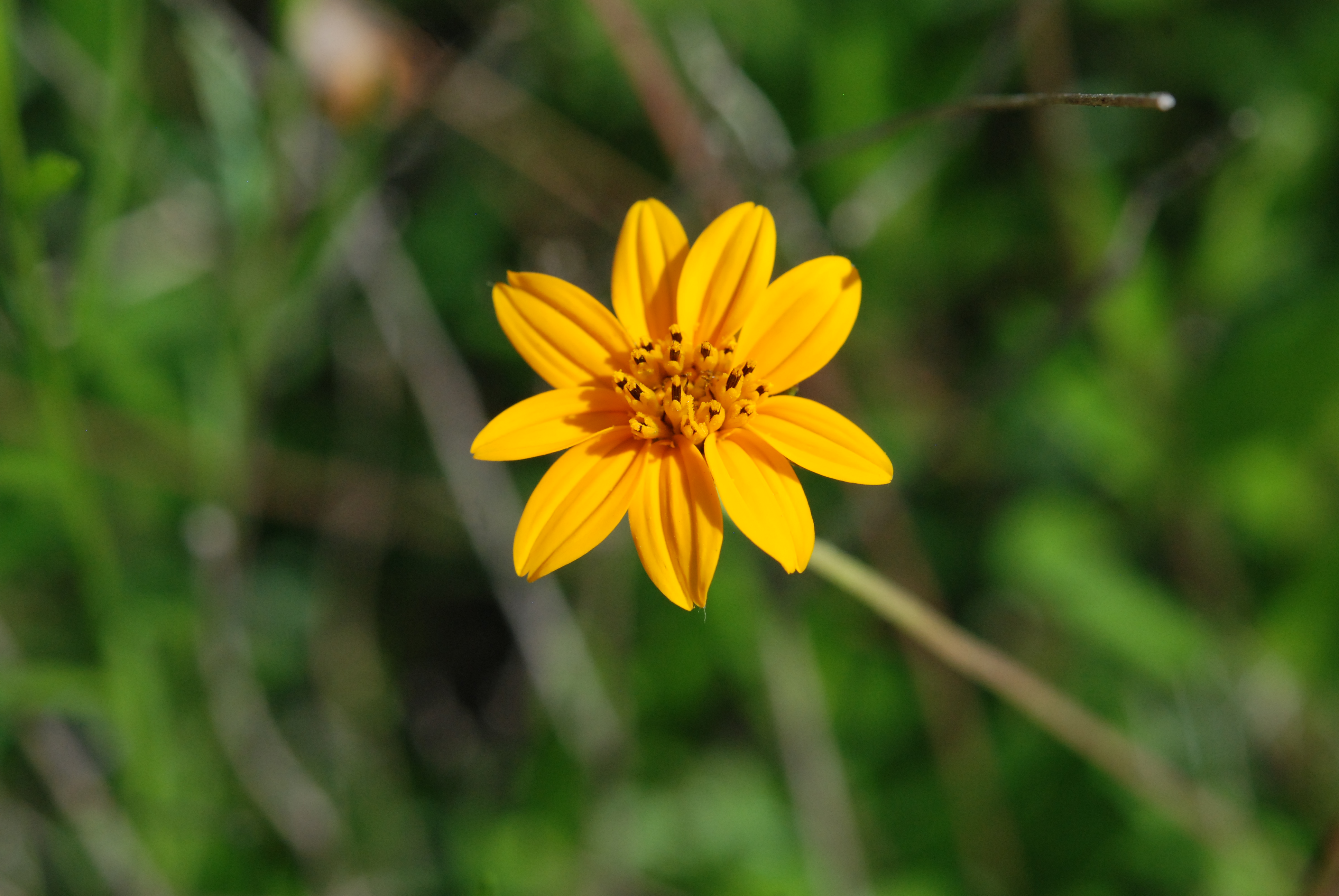 Wedelia texana « Travis Country Garden